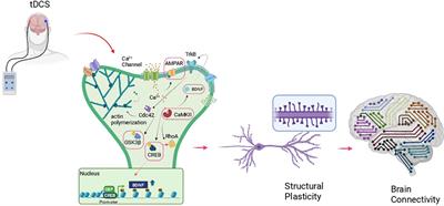 Tuning brain networks: The emerging role of transcranial direct current stimulation on structural plasticity